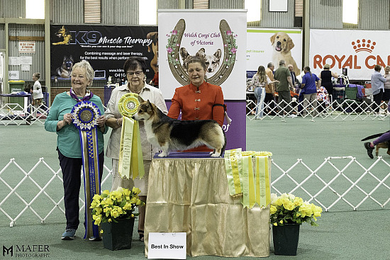 2024 CORGI CLUB OF VIC CHAMP SHOW 